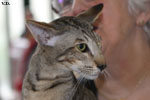 Oriental brown spotted tabby, Juste a Gigolo du Jardin de l'Authie