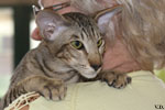 Oriental brown spotted tabby, Juste a Gigolo du Jardin de l'Authie