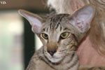 Oriental brown spotted tabby, Juste a Gigolo du Jardin de l'Authie