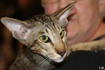 Oriental brown spotted tabby, Juste a Gigolo du Jardin de l'Authie