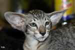 Oriental brown spotted tabby, Leeroy des Motards en Dlire