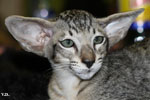 Oriental brown spotted tabby, Leeroy des Motards en Dlire