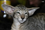 Oriental brown spotted tabby, Leeroy des Motards en Dlire