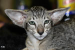 Oriental brown spotted tabby, Leeroy des Motards en Dlire