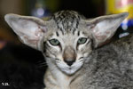 Oriental brown spotted tabby, Leeroy des Motards en Dlire