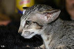 Oriental brown spotted tabby, Leeroy des Motards en Dlire