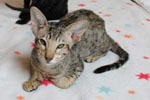 Oriental brown spotted tabby, Liberty du Jardin de l'Authie