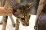 [Oriental brown spotted tabby, Maria Callas De Vill]