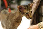 [Oriental brown spotted tabby, Maria Callas De Vill]