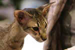 [Oriental brown spotted tabby, Maria Callas De Vill]