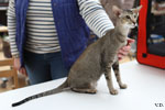 Oriental brown ticked tabby, Rhapsody Arakan