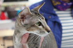 Oriental brown ticked tabby, Rhapsody Arakan