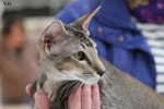 Oriental brown ticked tabby, Rhapsody Arakan