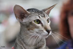 Oriental brown ticked tabby, Rhapsody Arakan