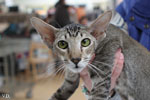 Oriental brown ticked tabby, Rhapsody Arakan