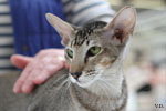 Oriental brown ticked tabby, Rhapsody Arakan