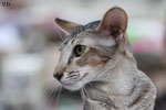 Oriental brown ticked tabby, Rhapsody Arakan