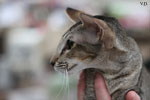 Oriental brown ticked tabby, Rhapsody Arakan