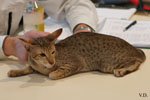 Oriental chocolat spotted tabby, Rock'n'Cats Jamacat