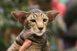 [Oriental brown spotted tabby, Sandvretens Loch Lomond]