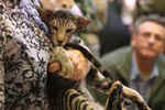 [Oriental brown spotted tabby, Sandvretens Loch Lomond]