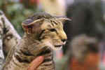 [Oriental brown spotted tabby, Sandvretens Loch Lomond]