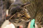 [Oriental brown spotted tabby, Sandvretens Loch Lomond]