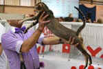 [Oriental brown ticked tabby, Santuzzan Maestro]