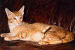 [Oriental red tabby, Coquelicot de la Cascade Saint Nicolas]