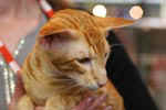 [Oriental red spotted tabby, Eijiro Divine Madness]