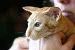 Oriental red spotted tabby, Grain de Blé des Clos Lucile