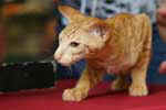 Oriental red spotted tabby, Grain de Blé des Clos Lucile