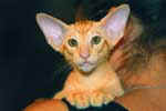 [Oriental red spotted tabby, Mazal Tov Red Devil]