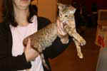 [Oriental chocolat tortie spotted tabby, Chat de Nacre's Cibelle Charmeuse]