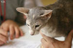 Oriental bleu tortie tabby, Flamme de l'Andjeo