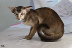 Oriental chocolat tortie ticked tabby, Joysa Cats Precious
