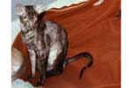 [Oriental chocolat smoke]