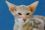 [Oriental lilac silver blotched tabby, Chat de Nacre's B Boy]