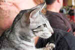 Oriental black silver blotched tabby, ClassicOri's Fantastic Finish