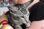 Oriental black silver blotched tabby, ClassicOri's Fantastic Finish