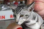 Oriental black silver blotched tabby, ClassicOri's Fantastic Finish