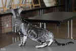 Oriental black silver blotched tabby, ClassicOri's Fantastic Finish