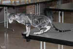 Oriental black silver blotched tabby, ClassicOri's Fantastic Finish