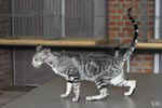 Oriental black silver blotched tabby, ClassicOri's Fantastic Finish