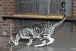 Oriental black silver blotched tabby, ClassicOri's Fantastic Finish