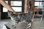 Oriental black silver blotched tabby, ClassicOri's Fantastic Finish