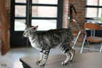 Oriental black silver blotched tabby, ClassicOri's Fantastic Finish