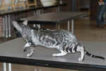 Oriental black silver blotched tabby, ClassicOri's Fantastic Finish