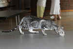 Oriental black silver blotched tabby, ClassicOri's Fantastic Finish