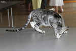 Oriental black silver blotched tabby, ClassicOri's Fantastic Finish